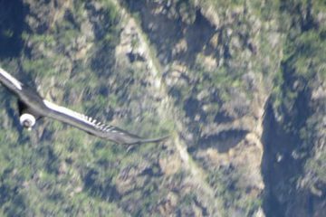 Mirador del Condor Chonta 1D